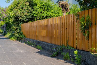 Trees and Plants For Privacy