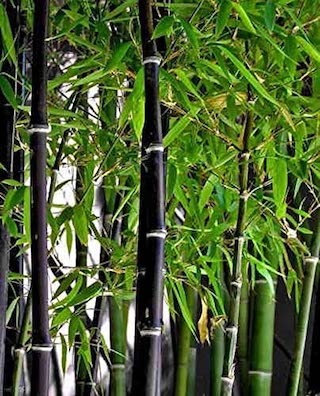 bamboo