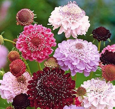 Pincushion flower seeds