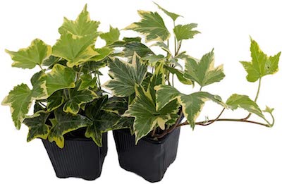ivy