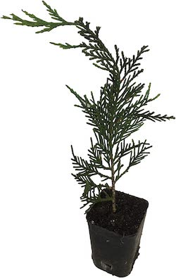 leyland cypress