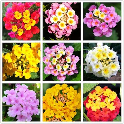 Lantana flower