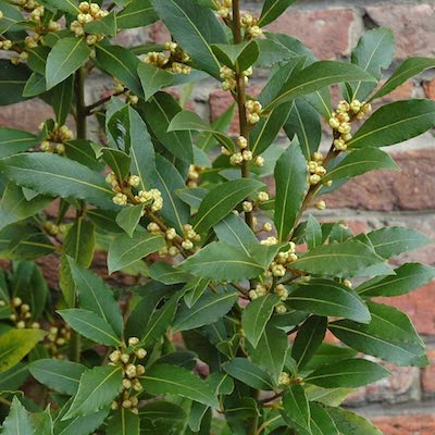 laurel seeds