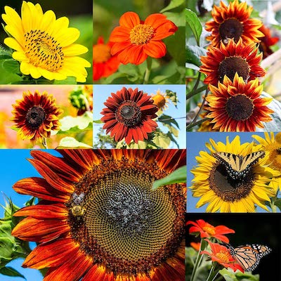 sunflower seeds