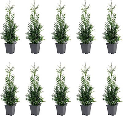 Thuja Green Giant trees