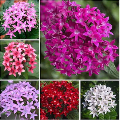 pentas flowers