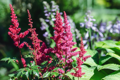 astilbe Perennials for Shade That Bloom All Summer - Petals & Gardens | Gardening Tips Perennials for Shade That Bloom All Summer