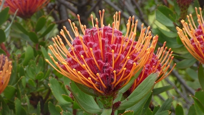 Drought-Tolerant Flowers