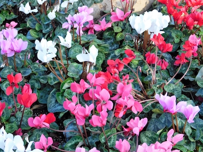 begonias Perennials for Shade That Bloom All Summer - Petals & Gardens | Gardening Tips Perennials for Shade That Bloom All Summer