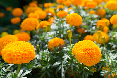 Easiest Flowers to Grow From Seed