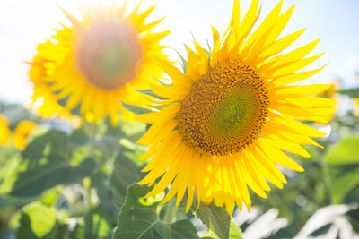 Drought-Tolerant Flowers
