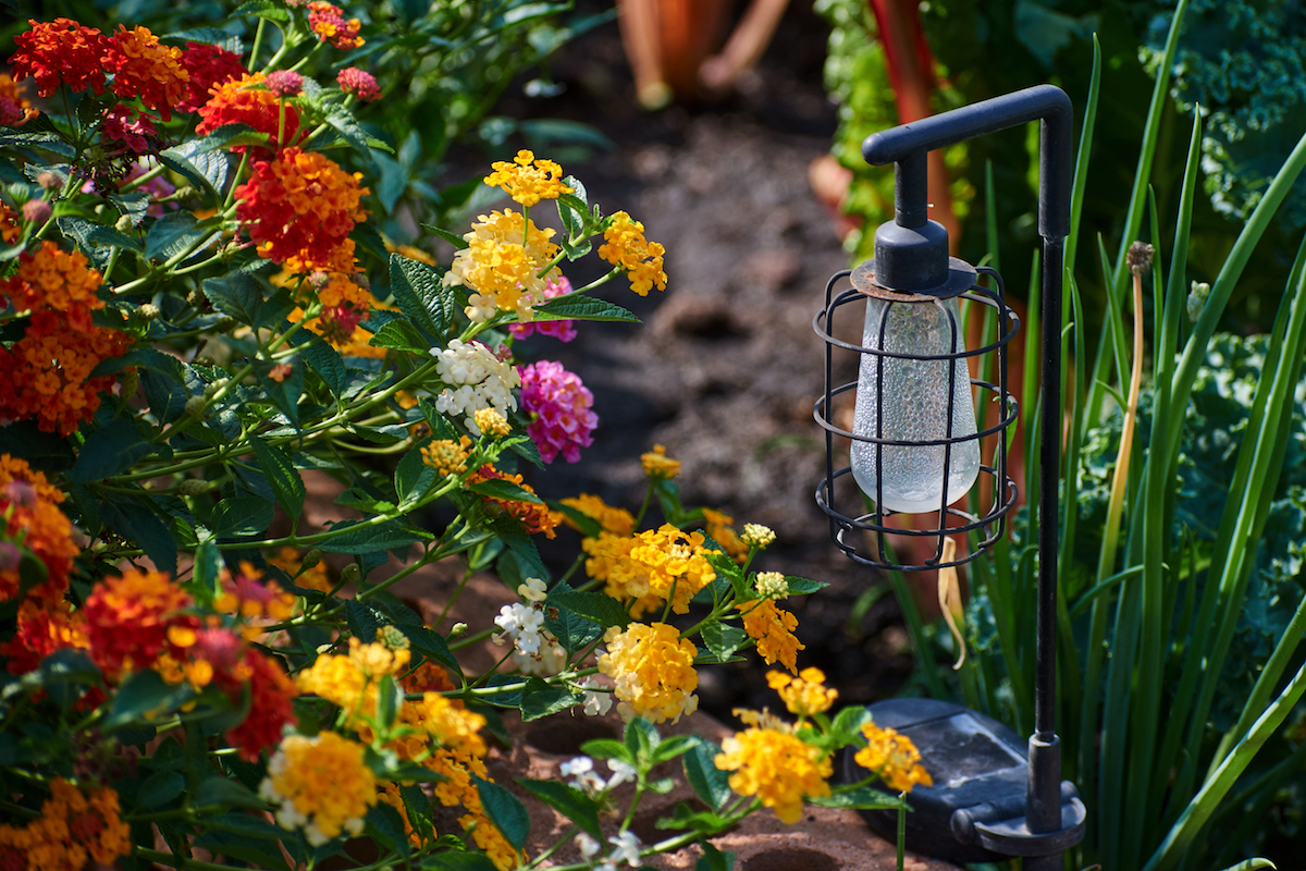 Drought-Tolerant Flowers