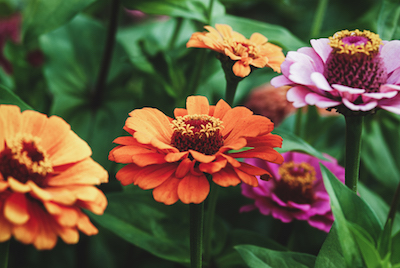 Easiest Flowers to Grow From Seed