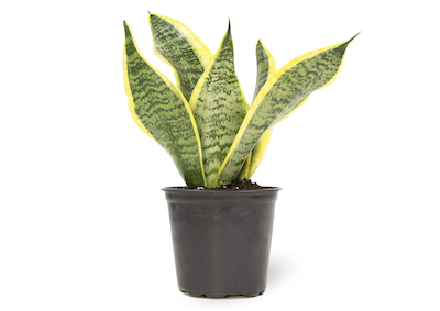 snake plant - Petals & Gardens | Gardening Tips snake plant