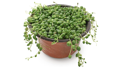 string of pearls plant - Petals & Gardens | Gardening Tips string of pearls plant