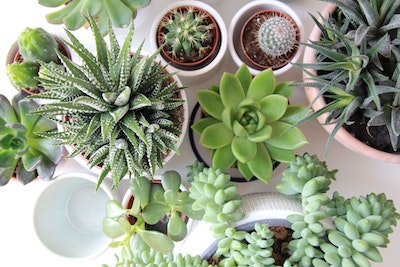 Top Plants to Keep in Your House Year Round - Petals & Gardens | Gardening Tips Top Plants to Keep in Your House Year Round