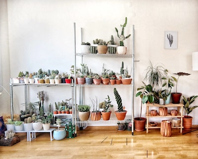 succulents and other plants in house - Petals & Gardens | Gardening Tips Top Plants to Keep in Your House Year Round