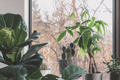 Plants by window in Your House Year Round - Petals & Gardens | Gardening Tips Top Plants to Keep in Your House Year Round
