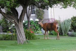 Deer in Your Garden - Petals & Gardens | Gardening Tips deer in garden