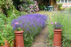 lavender in garden to keep deer out - Petals & Gardens | Gardening Tips lavender in garden to keep deer out