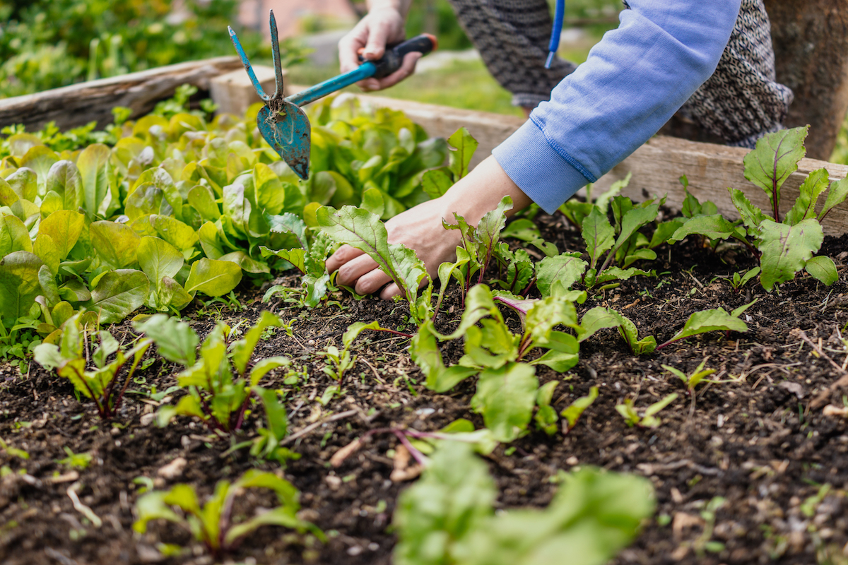 How To Build a Raised Garden Bed