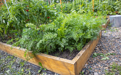 Raised Garden Bed growing vegetables - Petals & Gardens | Gardening Tips Raised Garden Bed growing vegetables
