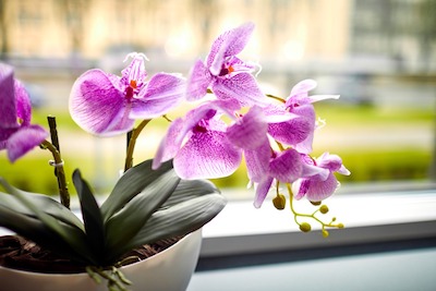 an Orchid plant in a pot - Petals & Gardens | Gardening Tips an Orchid plant in a pot