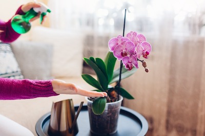 person caring for Orchid plant in a pot - Petals & Gardens | Gardening Tips person caring for Orchid plant in a pot