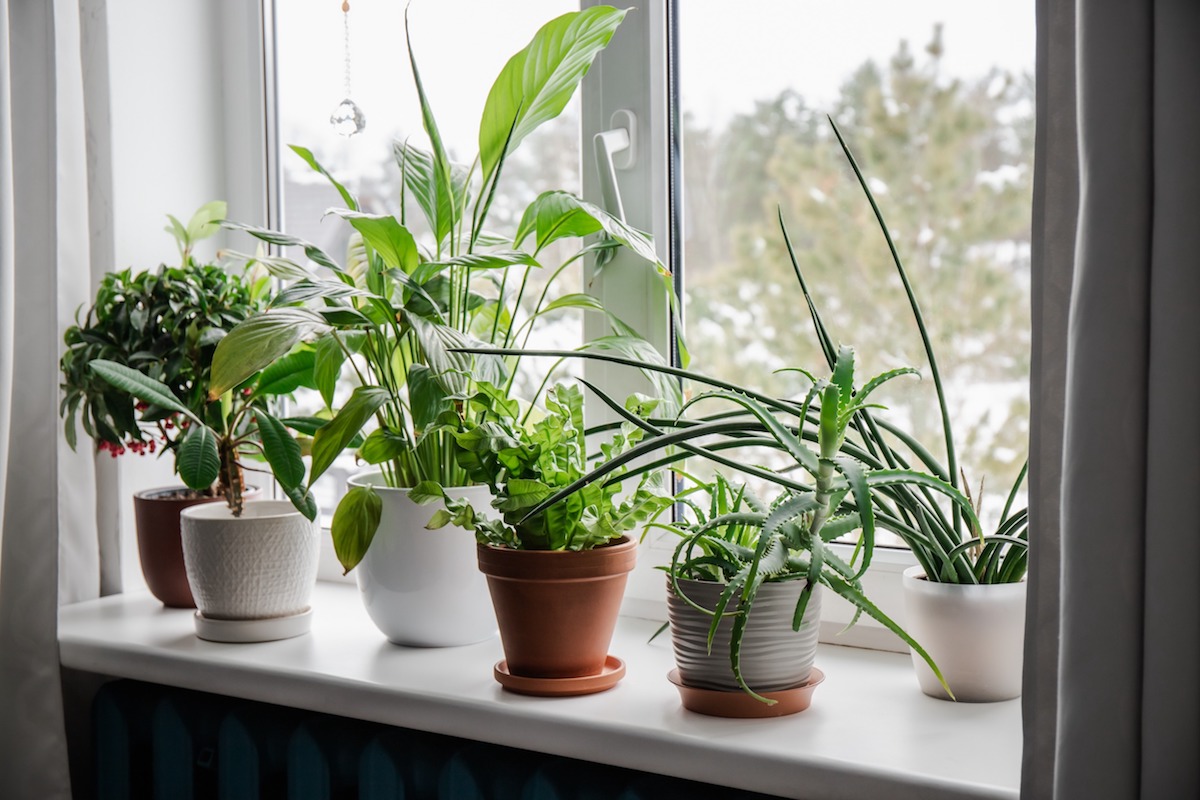 Top Easiest Plants to Take Care Of