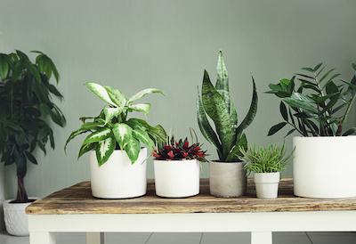 variety of the Easiest Plants to Take Care Of on table - Petals & Gardens | Gardening Tips variety of the Easiest Plants to Take Care Of on table