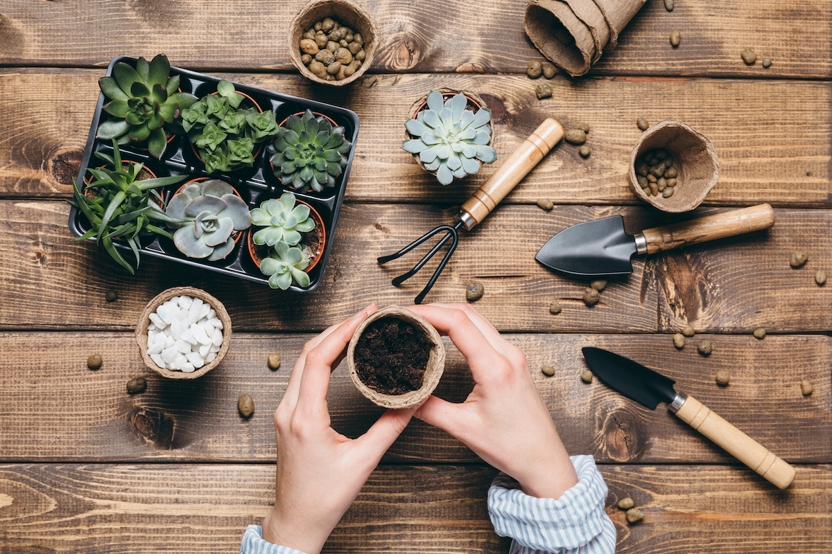 How to Put Together a Succulent Garden