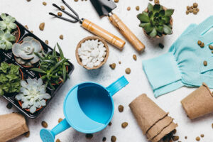 plants and supplies to Put Together a Succulent Garden - Petals & Gardens | Gardening Tips plants and supplies to Put Together a Succulent Garden