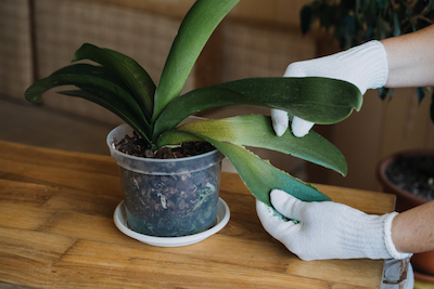 repotting an orchid plant - Petals & Gardens | Gardening Tips repotting an orchid plant