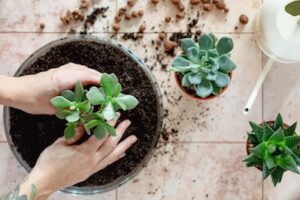 planting a Succulent Garden - Petals & Gardens | Gardening Tips planting a Succulent Garden to put together