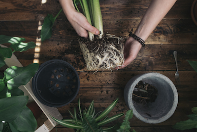 repotting the Easiest Plants to Take Care Of - Petals & Gardens | Gardening Tips repotting the Easiest Plants to Take Care Of
