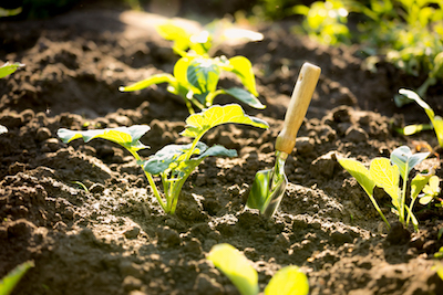 What organic practices should I follow for growing herbs in a microgarden, without the use of chemicals and pesticides? - Petals & Gardens | Gardening Tips organic growing herbs