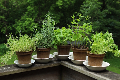 What organic practices should I follow for growing herbs in a microgarden, without the use of chemicals and pesticides? - Petals & Gardens | Gardening Tips tips for organic gardening with herbs