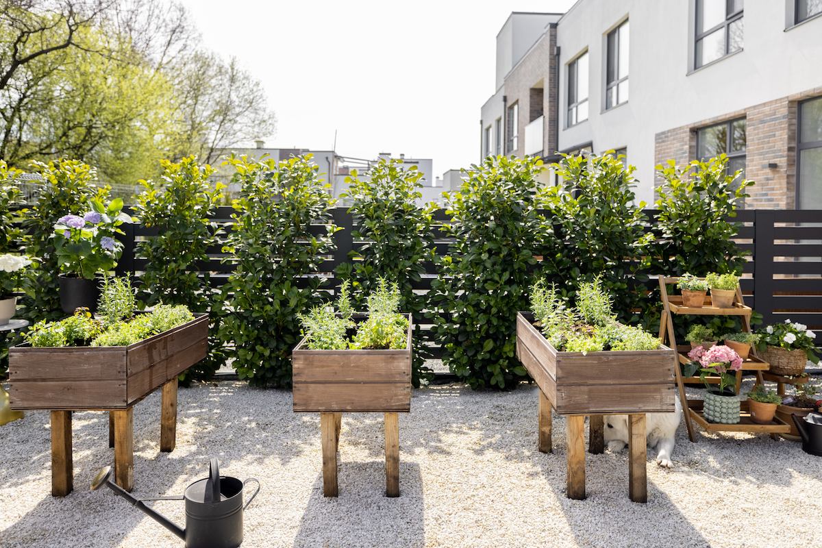 growing organic herbs in microgarden