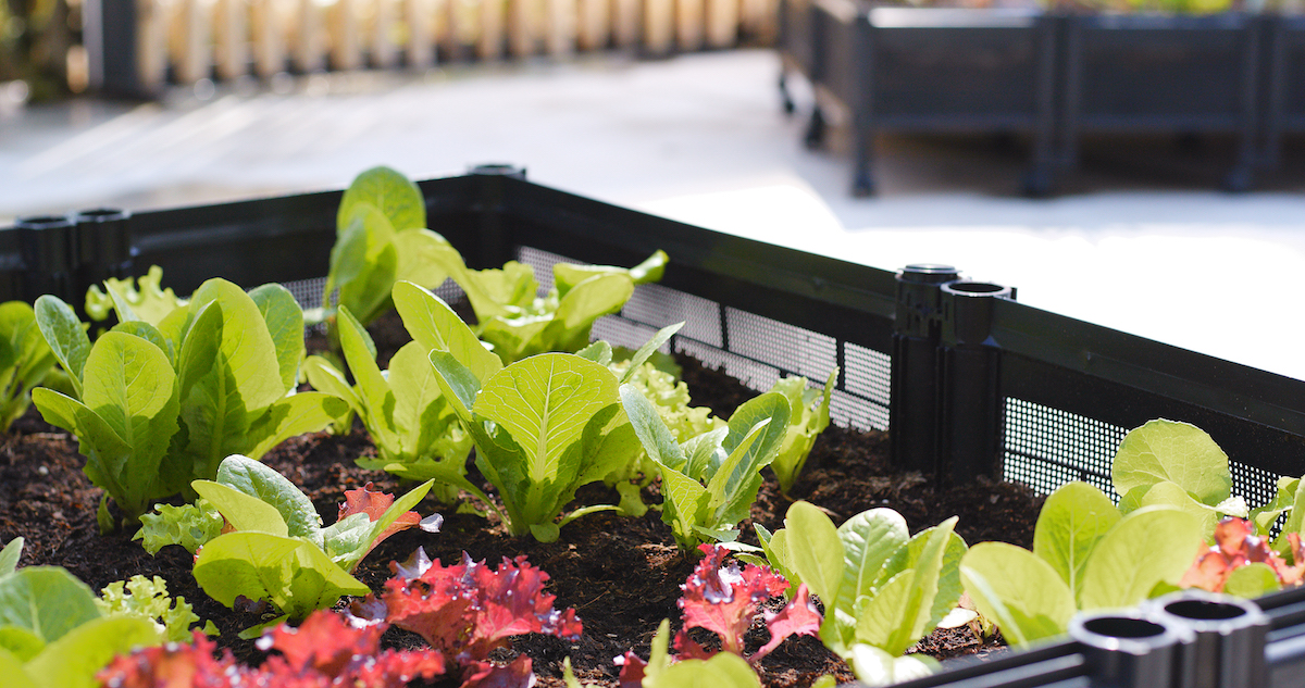 best small space vegetables for microgarden