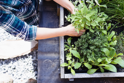 What organic practices should I follow for growing herbs in a microgarden, without the use of chemicals and pesticides? - Petals & Gardens | Gardening Tips how to organic grow herbs