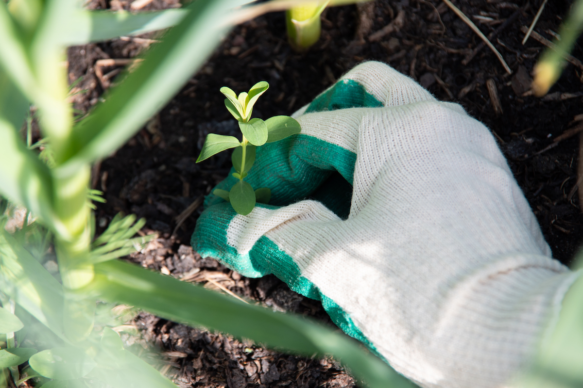 How to deal with weeds in a micro garden