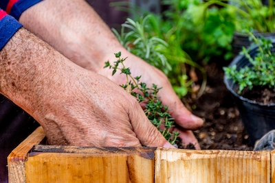 Best Microgarden Plants - Petals & Gardens | Gardening Tips Microgarden Plants for Beginners