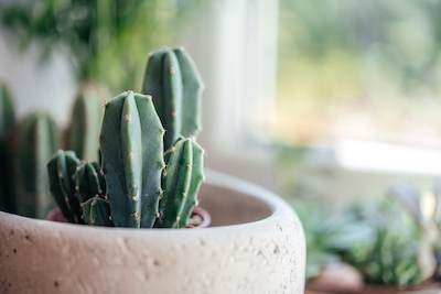 Best Plants for Microgarden - Petals & Gardens | Gardening Tips Top Microgarden Plants