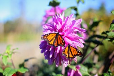 microgarden more pollinator-friendly 1 - Petals & Gardens | Gardening Tips