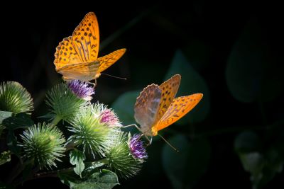microgarden more pollinator-friendly 2 - Petals & Gardens | Gardening Tips
