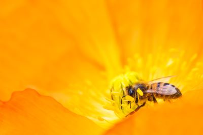 microgarden more pollinator-friendly 3 - Petals & Gardens | Gardening Tips