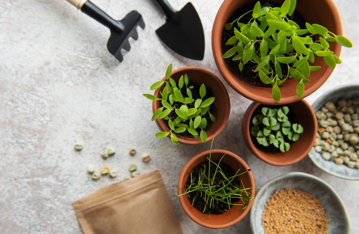 What are microgreens