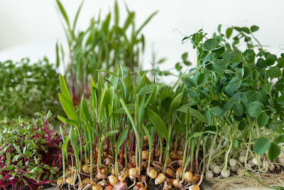 What are microgreens - Petals & Gardens | Gardening Tips How to successfully grow microgreens