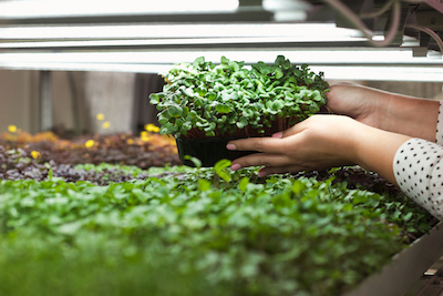 What are microgreens and how do you grow them? - Petals & Gardens | Gardening Tips How to garden microgreens at home