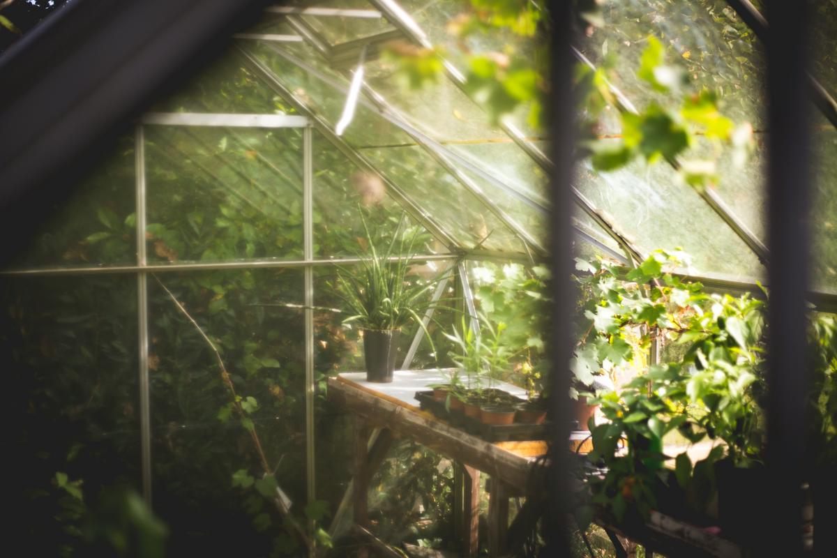 A variety of plants flourish inside a greenhouse, benefiting from strategically controlled temperature, ventilation, and pest management measures.